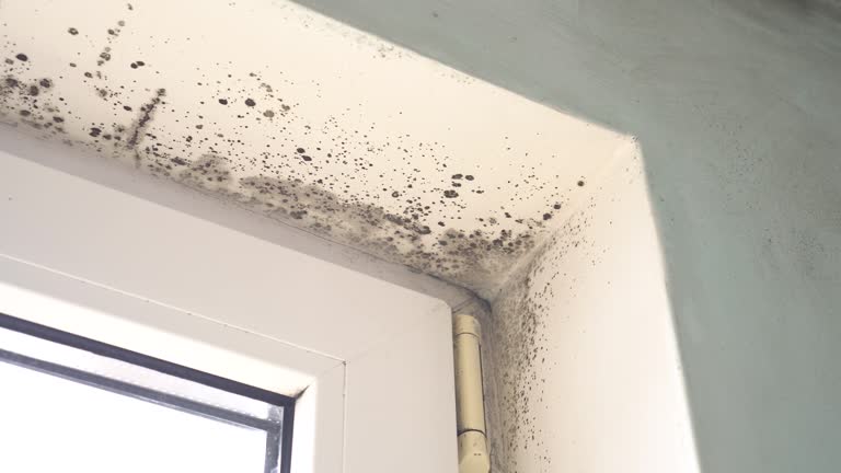 Best Basement Mold Removal  in Stone Ridge, NY